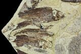 Fossil Fish (Gosiutichthys) Mortality Plate - Lake Gosiute #105409-2